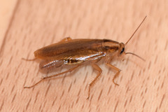 Blattella germanica