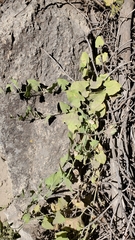 Calystegia malacophylla malacophylla