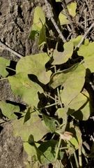 Calystegia malacophylla malacophylla