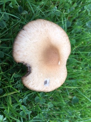 Coprinellus micaceus