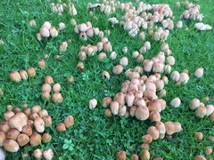 Coprinellus micaceus