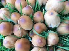 Coprinellus micaceus