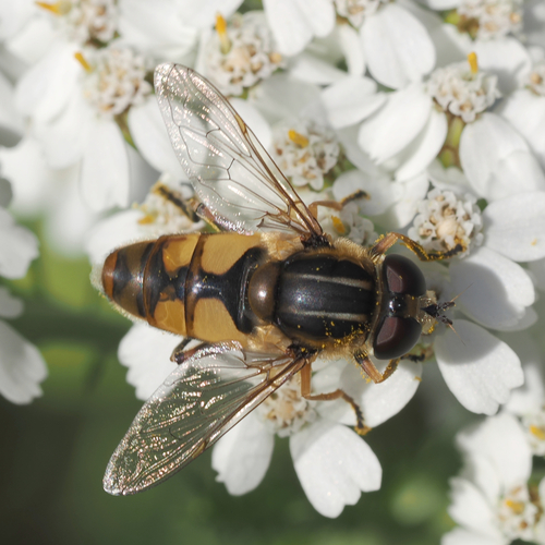 Woolly-tailed Marsh Fly photo 5