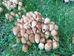 Coprinellus micaceus