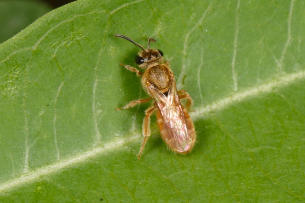 Halictina Insect Halictina from 中国山西省阳泉市 on July 16, 2025 at 11:20 AM by 天才贝斯手广町七深 ...