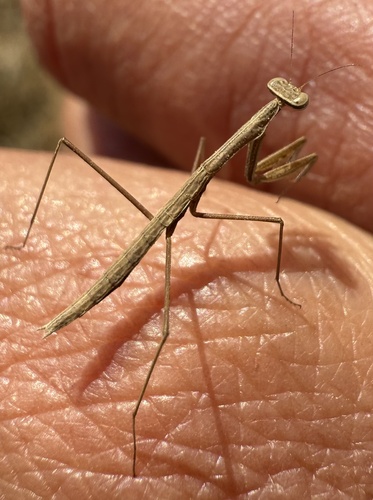Northern Slender Grass Mantis