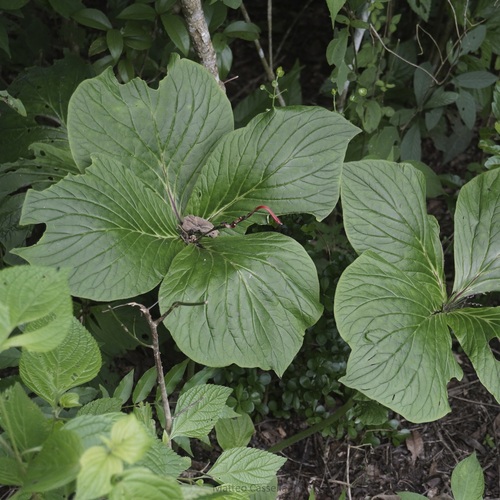 Spigelia splendens, photograph 5