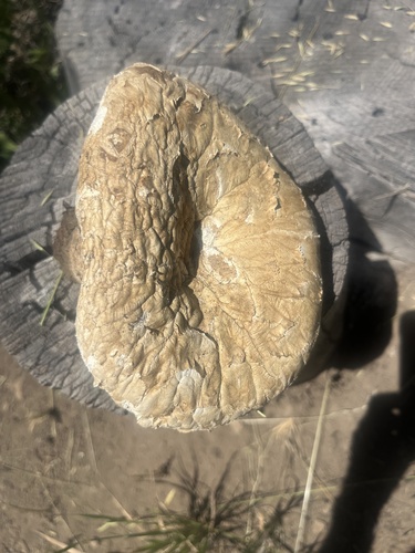 iNaturalist observation photo of Giant Sawgill