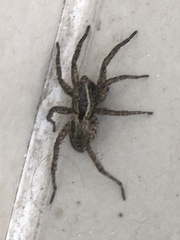 Trochosa niveopilosa