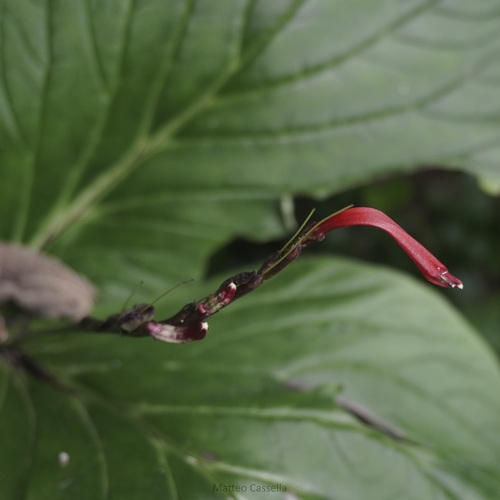 Spigelia splendens, photograph 3