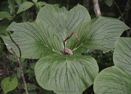 Spigelia splendens, photograph 6