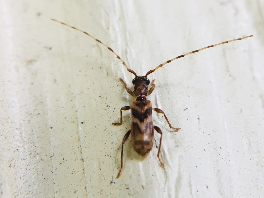 Taiwan slender longhorned beetle