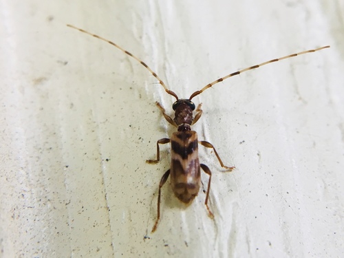 Taiwan slender longhorned beetle