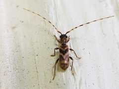 Stenhomalus taiwanus