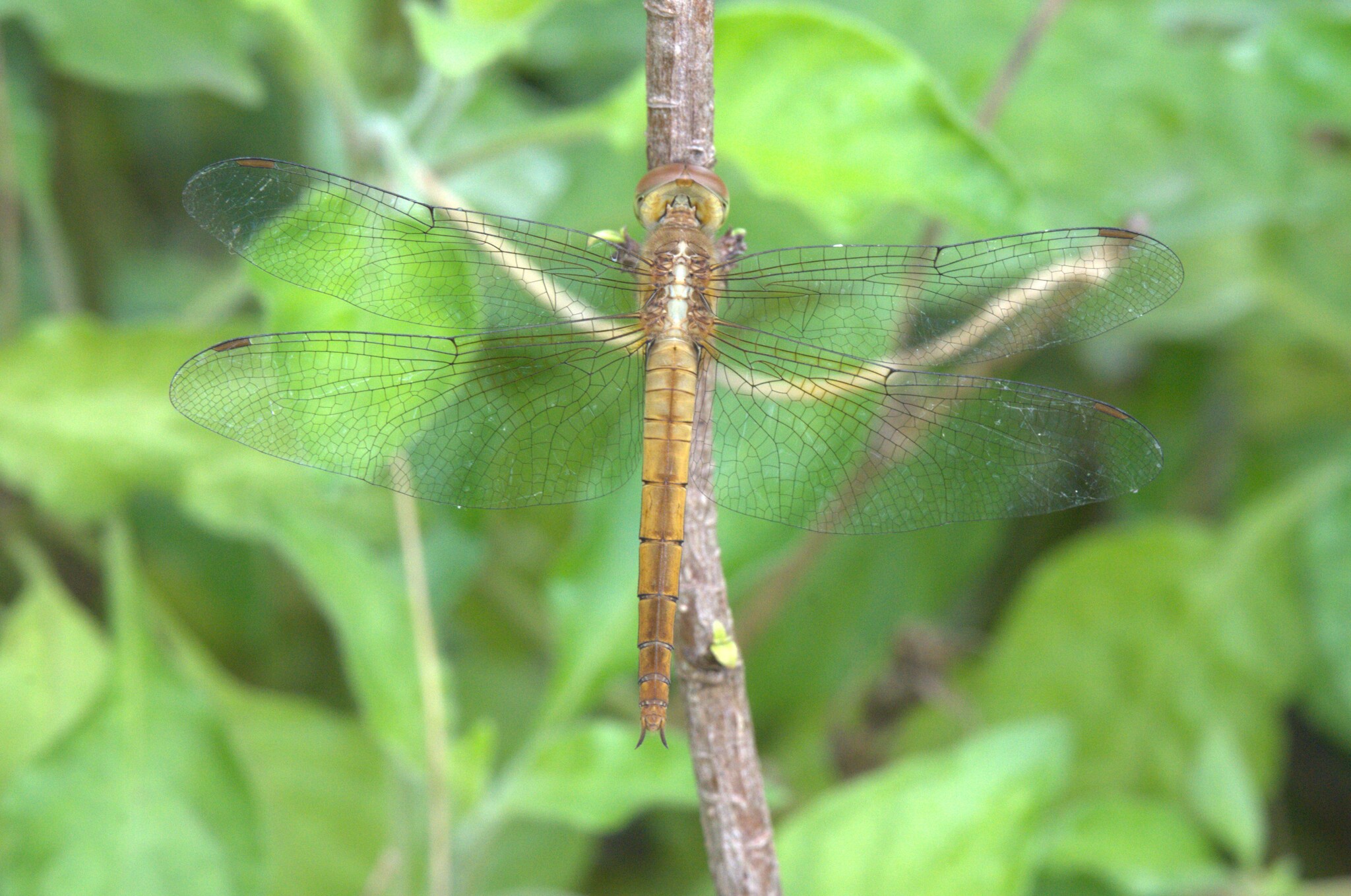 Coral-Tailed Cloudwing