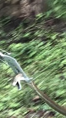 Dendroaspis polylepis