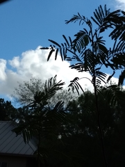 Leucaena pulverulenta