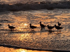 Limosa