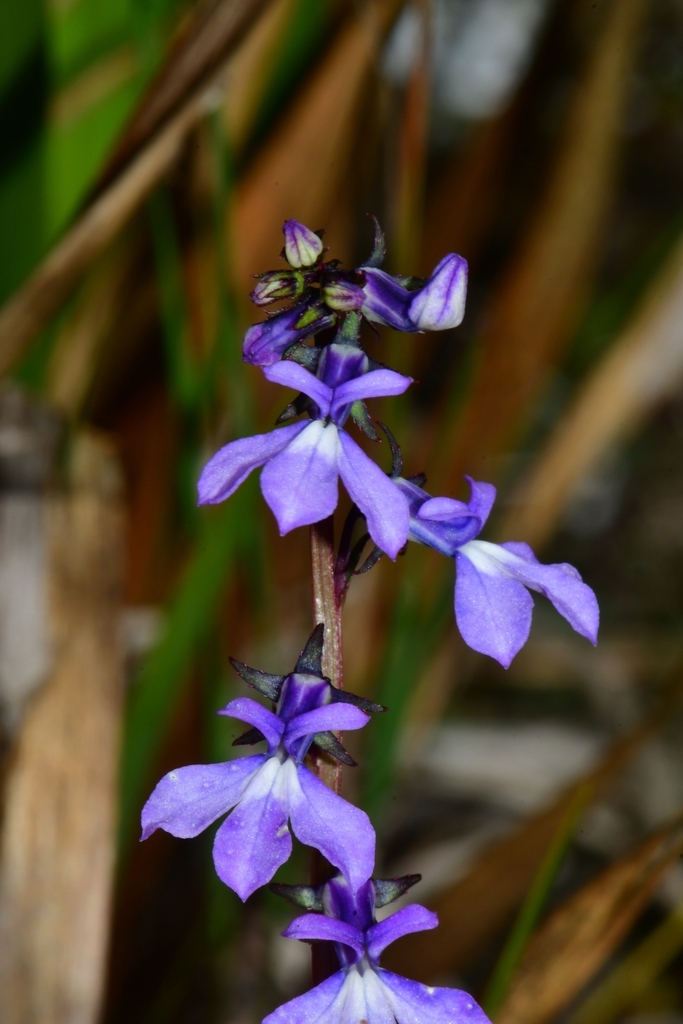 Lobelia irasuensis