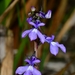 Lobelia irasuensis