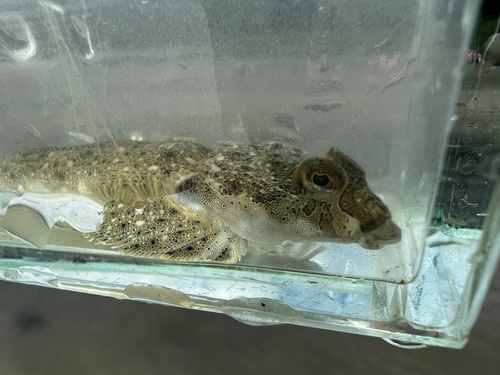 Rode Zee-pitvis (Callionymus erythraeus) — Callionymidae — 3