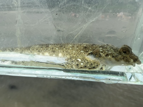 Rode Zee-pitvis (Callionymus erythraeus) — Callionymidae — 5
