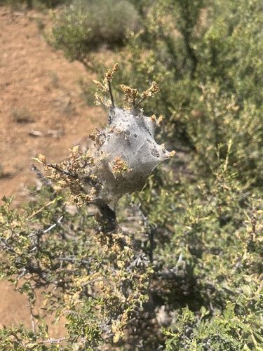 iNaturalist observation photo of Western Tent Caterpillar Moth