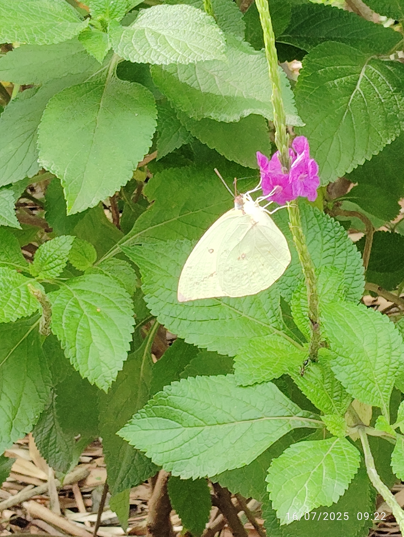 Lemon Emigrant