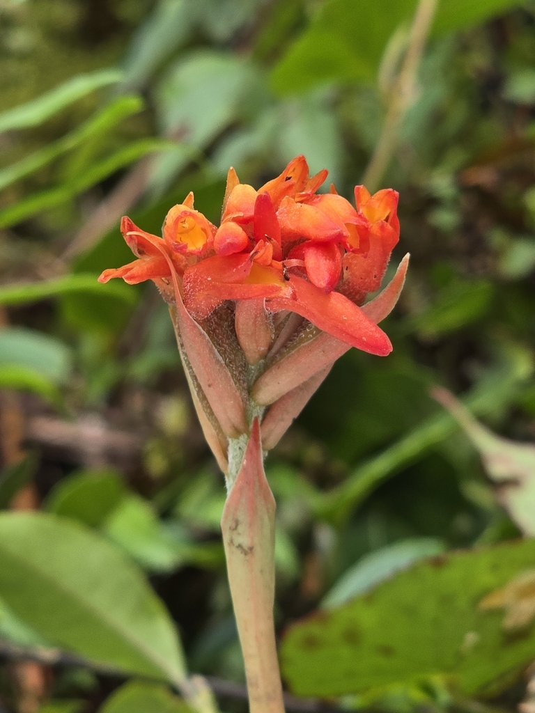 Coccineorchis bracteosa