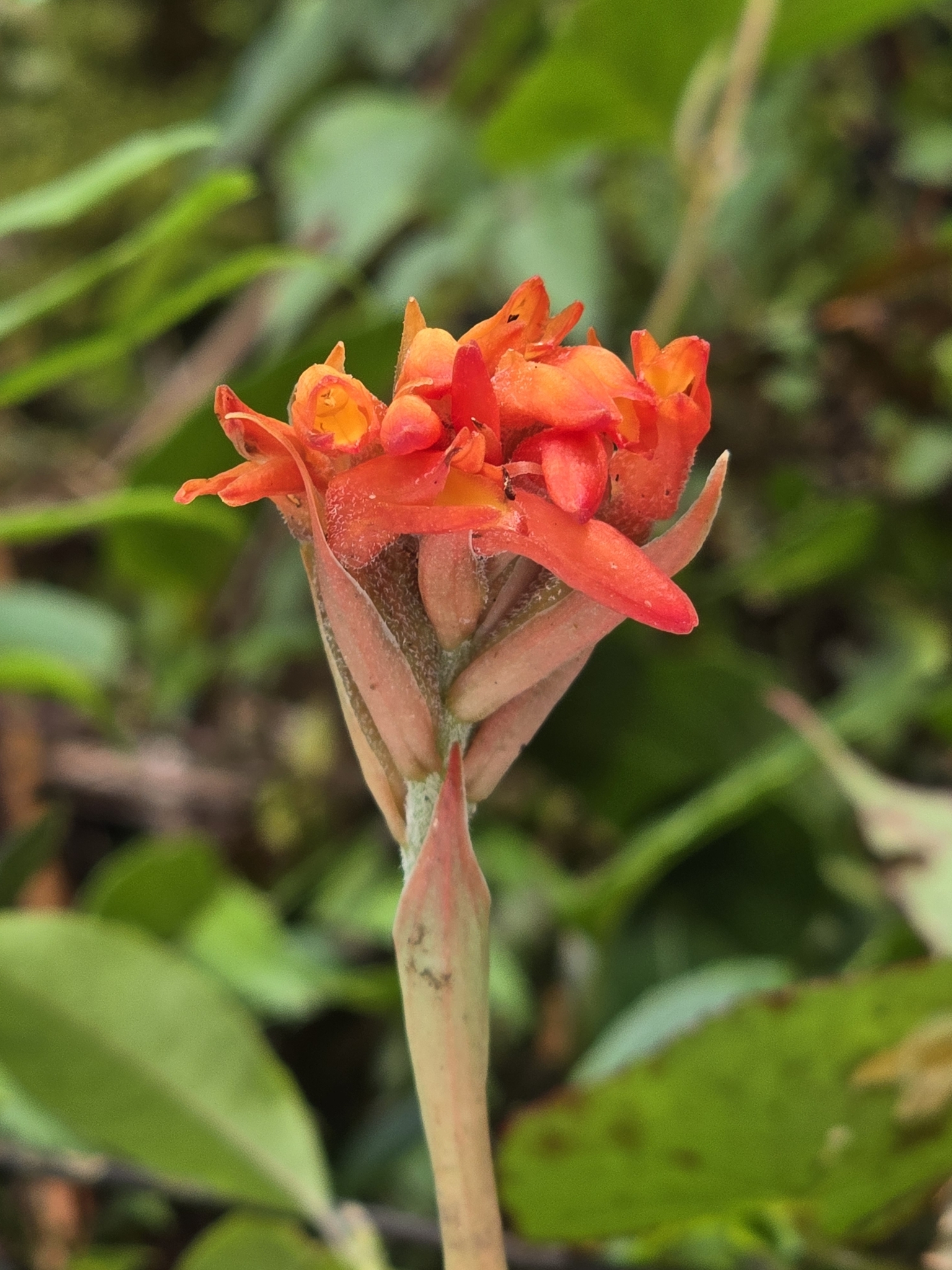 Coccineorchis bracteosa