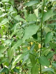 Dicliptera sexangularis