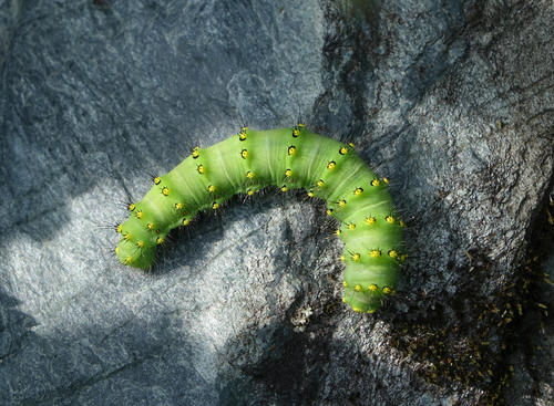 Photo of Small Emperor Moth (Saturnia pavonia)
