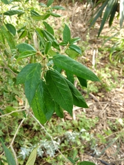 Croton cortesianus