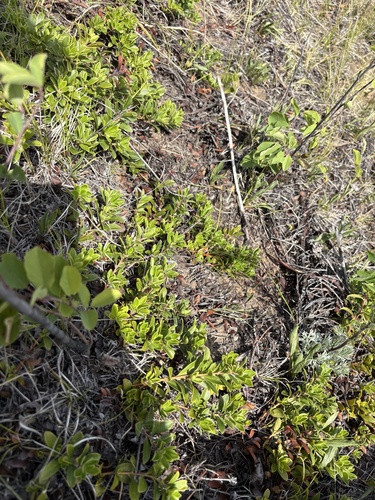 bearberry