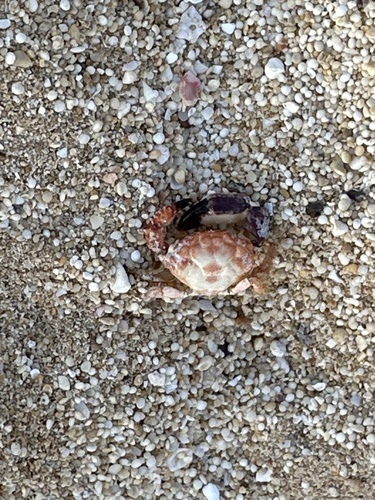Paraxanthias notatus observed 2025-07-15