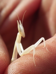Episcopomantis chalybea