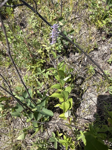 anise hyssop