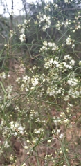 Asparagus divaricatus