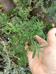 Phaulothamnus spinescens