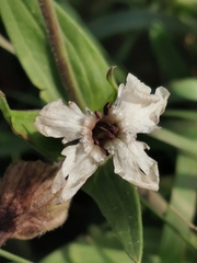 Microbotryum lychnidis-dioicae