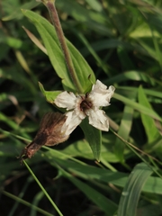 Microbotryum lychnidis-dioicae