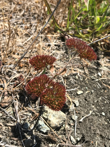 Palmer's spineflower (Chorizanthe palmeri)
