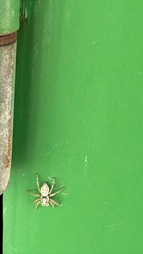 Half-edged Wall Jumping Spider