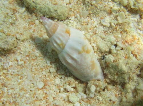 Tridentarius dentatus observed 2025-07-12