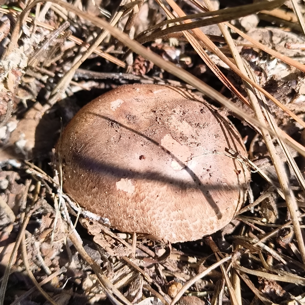 Agaricus · July 2025 · photo: © zedt (iNaturalist, cc-by)