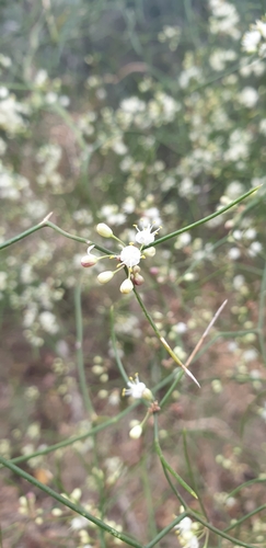 Image of Asparagus divaricatus by (c) Aaliyah Motala, some rights reserved (CC BY-SA)
