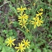 Spear Ragwort - Photo (c) Dave Richardson, some rights reserved (CC BY-NC), uploaded by Dave Richardson