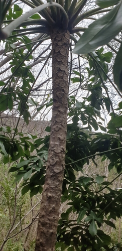 Cussonia zuluensis Strey 4