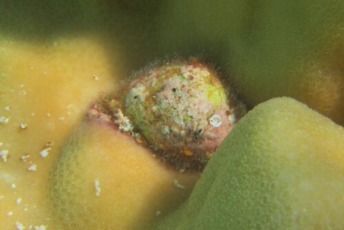 Coralliophila violacea observed 2025-07-12