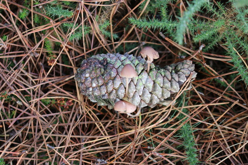 Mycena seynii